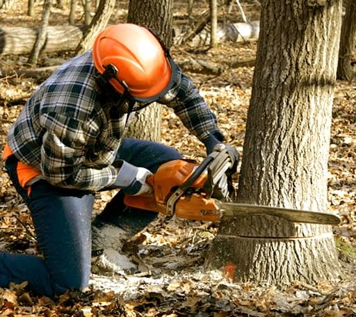 Tree Removal in Hatfield, AR